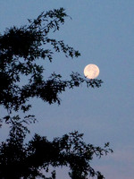 Moon on tree