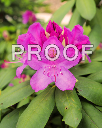 2017 Rhododendron #02